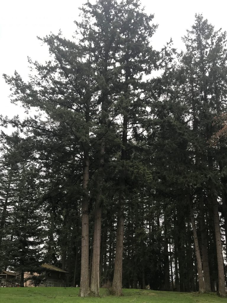 Douglas-fir Tree