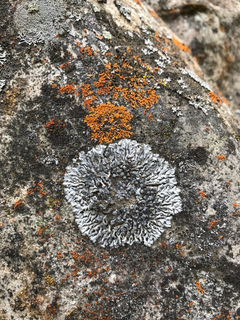 Amazing Lichens