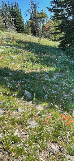 Common Flowers Around Apex Mountain